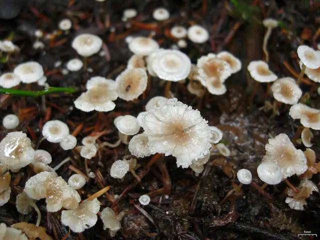 Pieniążek drobniutki (Collybia cirrhata)