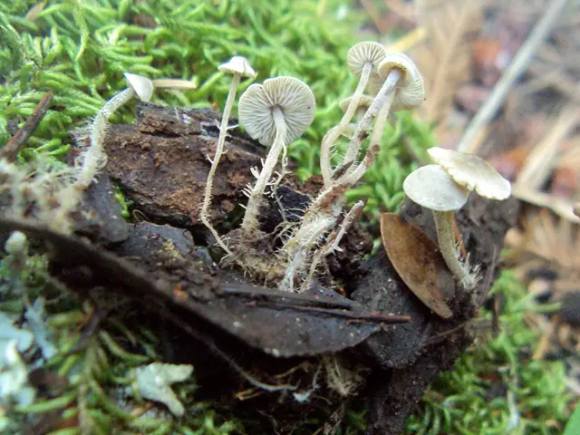 Pieniążek rozgałęzionotrzonowy (Dendrocollybia racemosa)