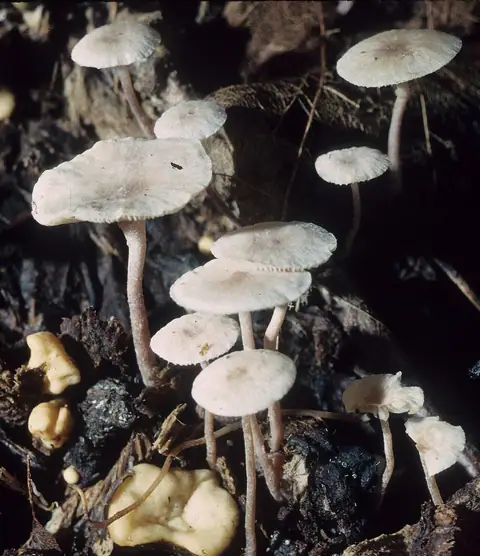 Pieniążek żółtobulwkowy (Collybia cookei)
