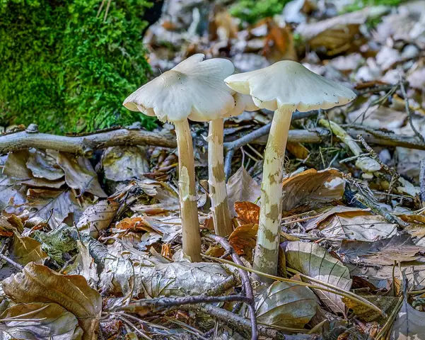 Pieniążkówka gładkotrzonowa (Hymenopellis radicata)