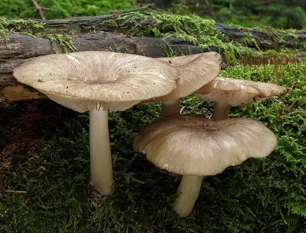 Pieniążnica szerokoblaszkowa (Megacollybia platyphylla)