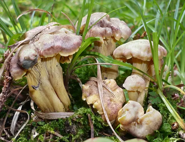 Pieprznik ametystowy (Cantharellus amethysteus)