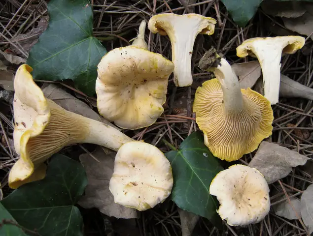 Pieprznik blady (Cantharellus pallens)