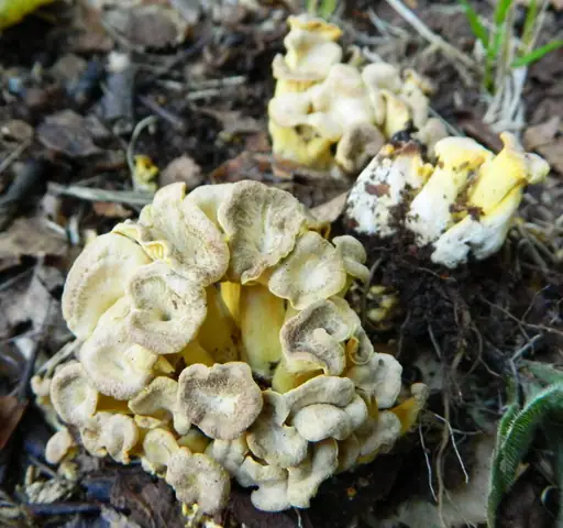 Pieprznik czarniawy (Cantharellus melanoxeros)
