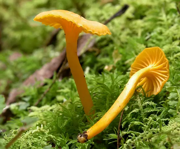Pieprznik drobny (Cantharellus minor)