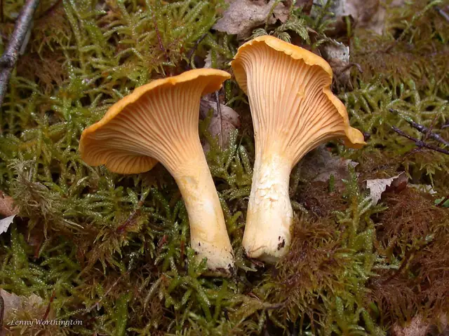 Pieprznik pomarańczowy (Cantharellus friesii)