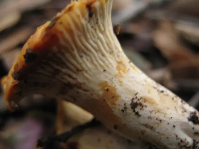 Pieprznik rdzawiejący (Cantharellus ferruginascens)