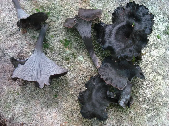 Pieprznik szary (Cantharellus cinereus)