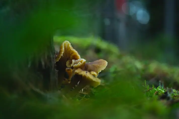 Pieprznik trąbkowy (Craterellus tubaeformis)