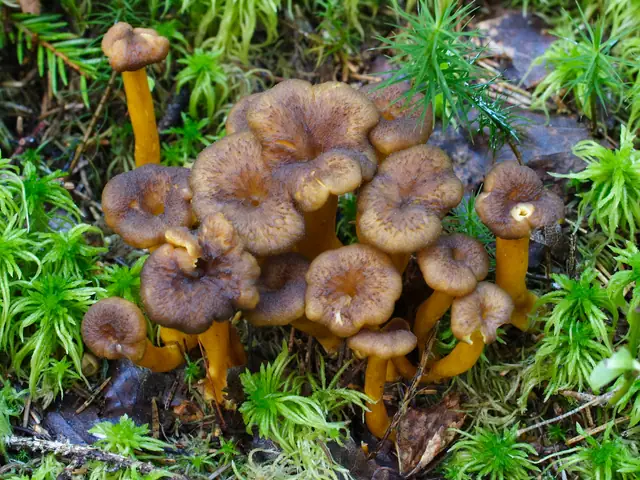 Pieprznik trąbkowy (Craterellus tubaeformis)