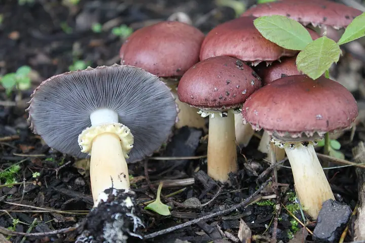 Pierścieniak uprawny (Stropharia rugosoannulata)