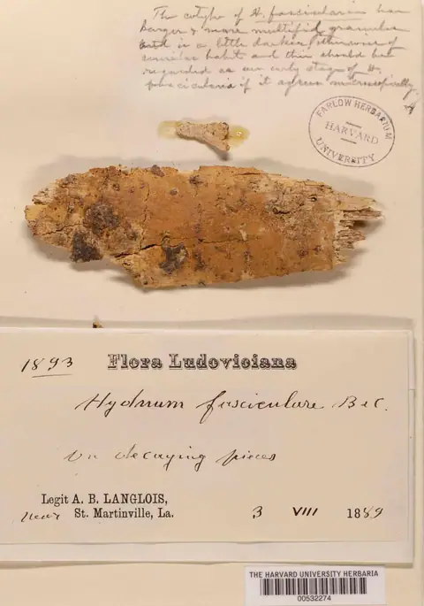 Pierwoząb wiązkowy (Protohydnum fasciculare)