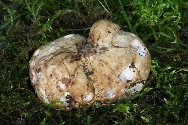 Piestrak jadalny (Choiromyces meandriformis)