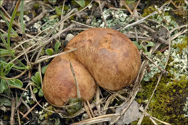 Piestrówka żółtawa (Rhizopogon obtextus)
