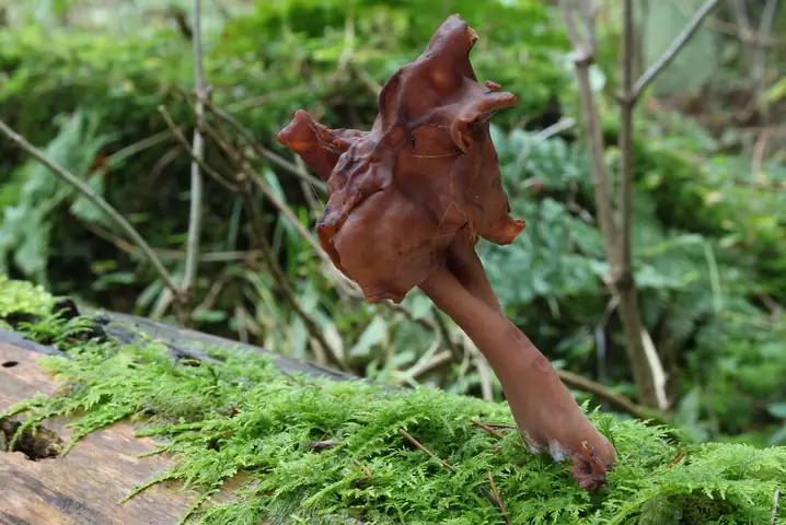 Piestrzenica infułowata (Gyromitra infula)