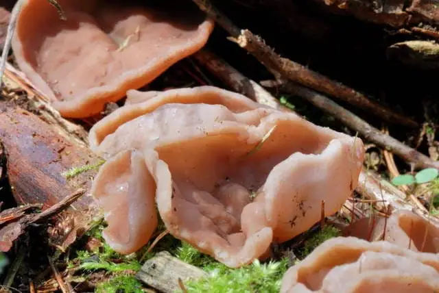 Piestrzenica jasnożółta (Gyromitra leucoxantha)