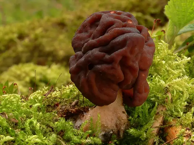 Piestrzenica kasztanowata (Gyromitra esculenta)