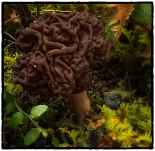 Piestrzenica kasztanowata (Gyromitra esculenta)