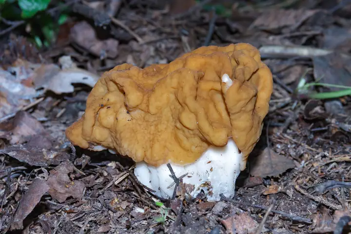 Piestrzenica olbrzymia (Gyromitra gigas)