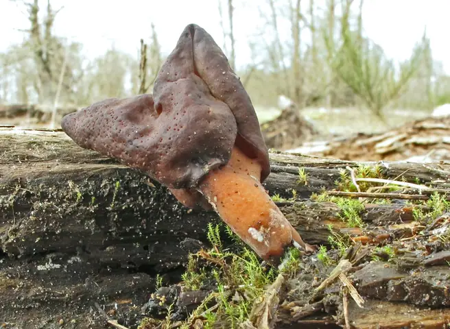 Piestrzenica pośrednia (Gyromitra ambigua)