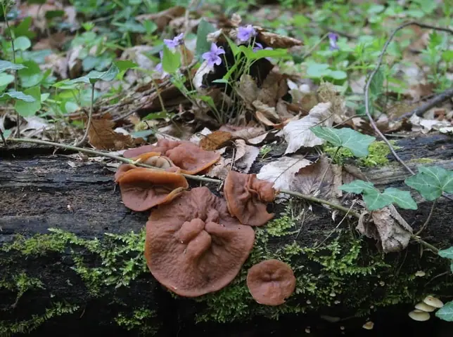 Piestrzenica tarczowata (Gyromitra parma)