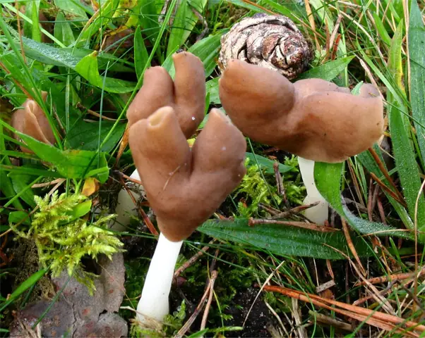 Piestrzyca brązowo-biała (Helvella albella)