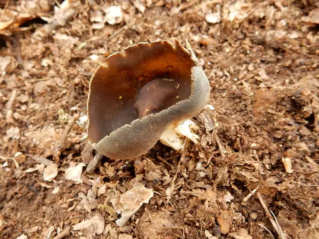 Piestrzyca ciemna (Helvella solitaria)