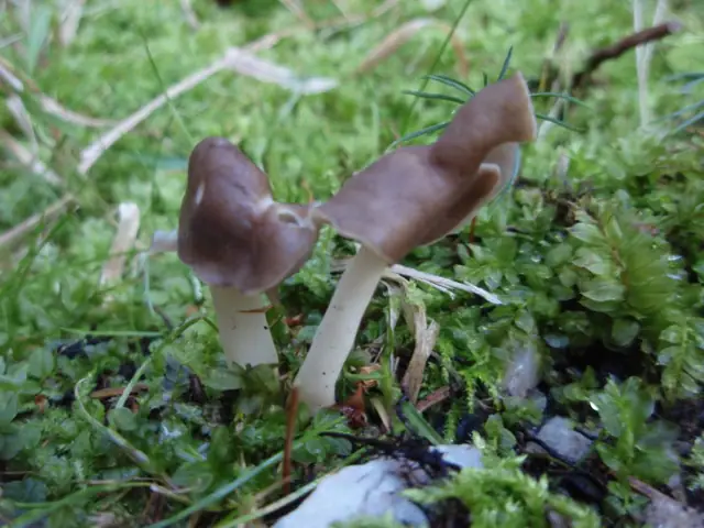 Piestrzyca giętka (Helvella elastica)