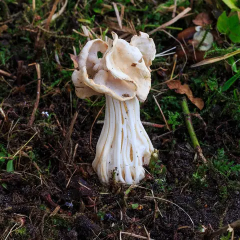 Piestrzyca kędzierzawa (Helvella crispa)