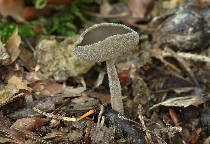 Piestrzyca popielata (Helvella macropus)