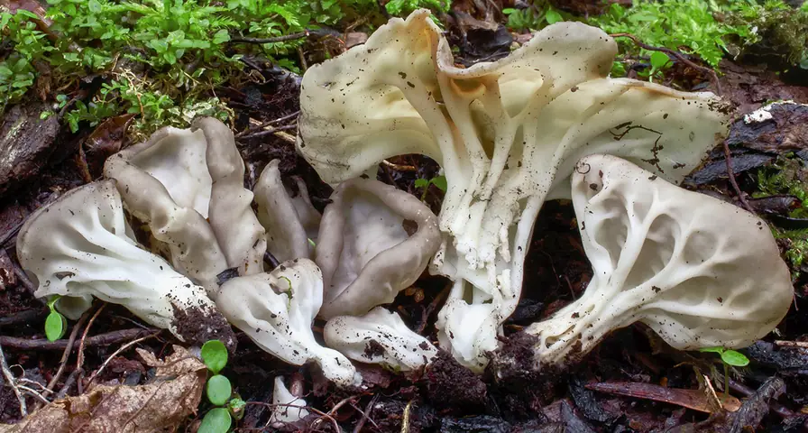 Piestrzyca popielatoszara (Helvella costifera)