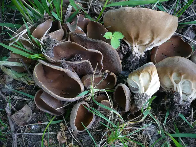 Piestrzyca pucharowata (Helvella acetabulum)