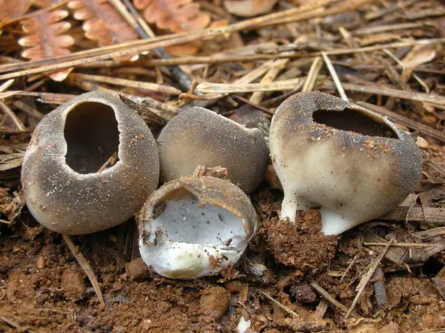 Piestrzyca sosnowa (Helvella leucomelaena)