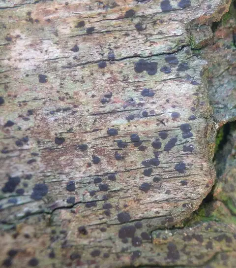 Plamica kasztanowata (Arthonia spadicea)