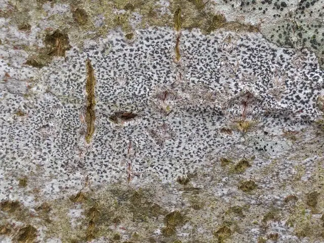 Plamica promienista (Arthonia radiata)