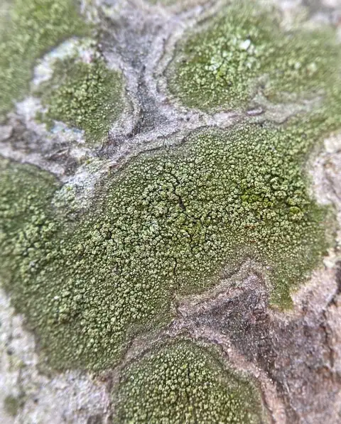 Płasica zielonawa (Ropalospora viridis)
