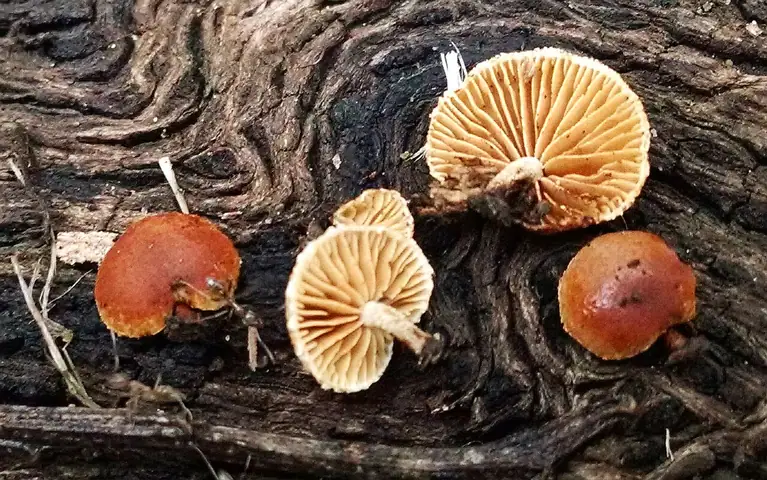 Płaskogłówka bocznotrzonowa (Simocybe haustellaris)