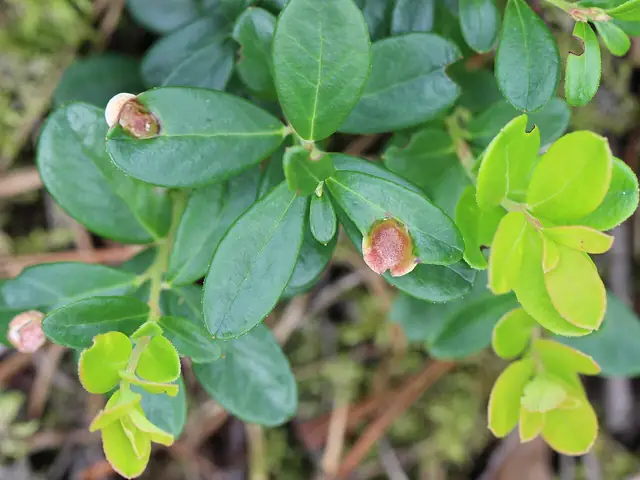 Płaskosz borówkowy (Exobasidium vaccinii)