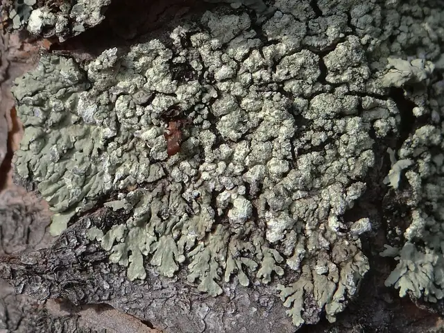 Płaskotka reglowa (Parmeliopsis hyperopta)