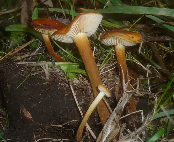 Płomiennica wilżynowa (Flammulina ononidis)