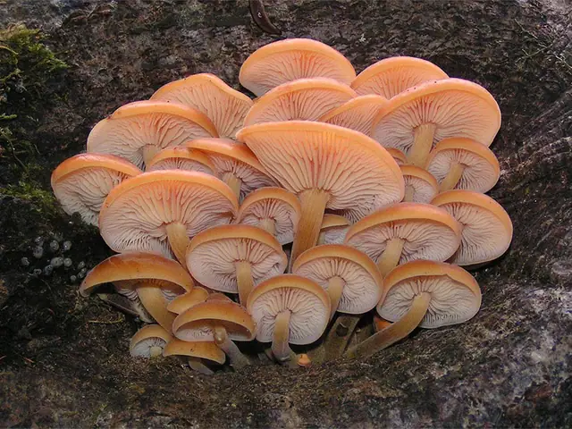 Płomiennica zimowa (Flammulina velutipes)