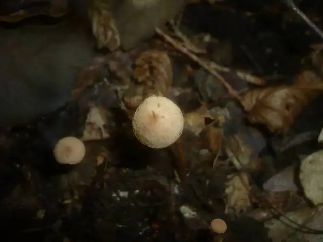 Płomienniczek owocolubny (Flammulaster carpophilus)