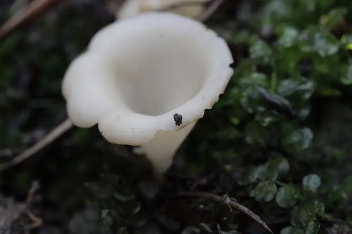Płomykówka galaretowata (Guepinia helvelloides)