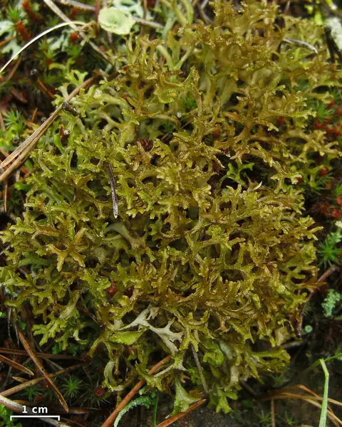 Płucnica kędzierzawa (Cetraria ericetorum)