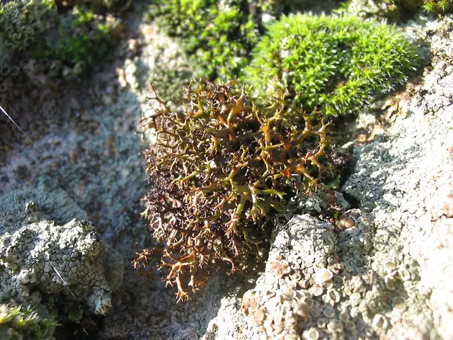 Płucnica kolczasta (Cetraria aculeata)