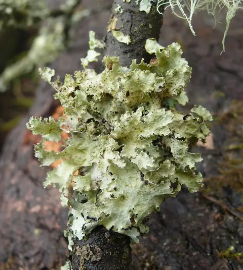 Płucnik modry (Platismatia glauca)