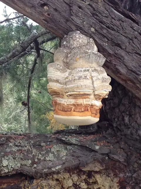 Pniarek lekarski (Fomitopsis officinalis)