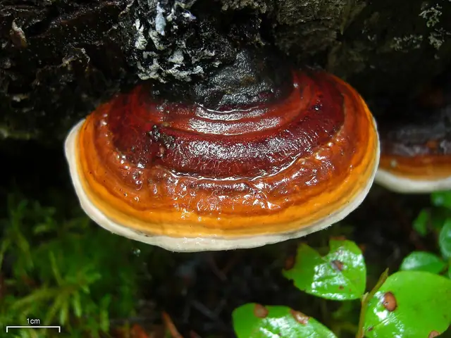 Pniarek obrzeżony (Fomitopsis pinicola)
