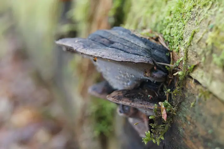 Pniarek różowy (Fomitopsis rosea)