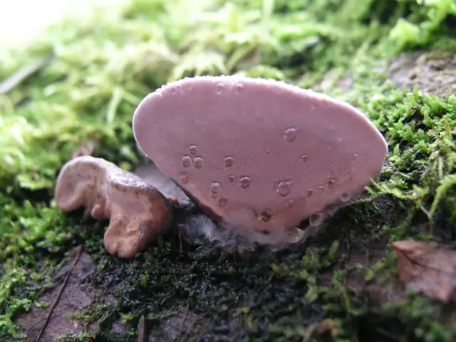 Pniarek różowy (Fomitopsis rosea)